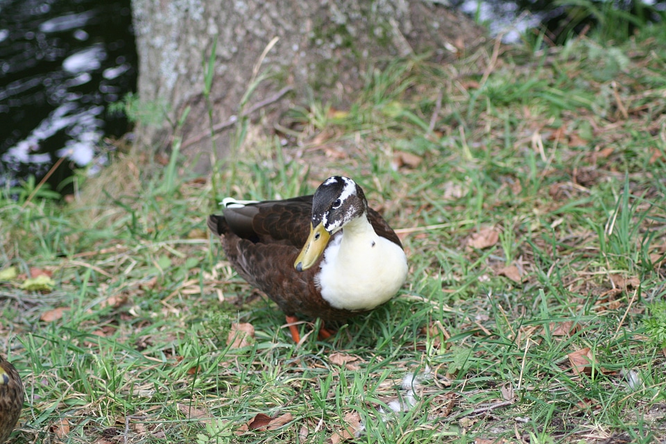 Animal anas platyrhynchos wildfowl