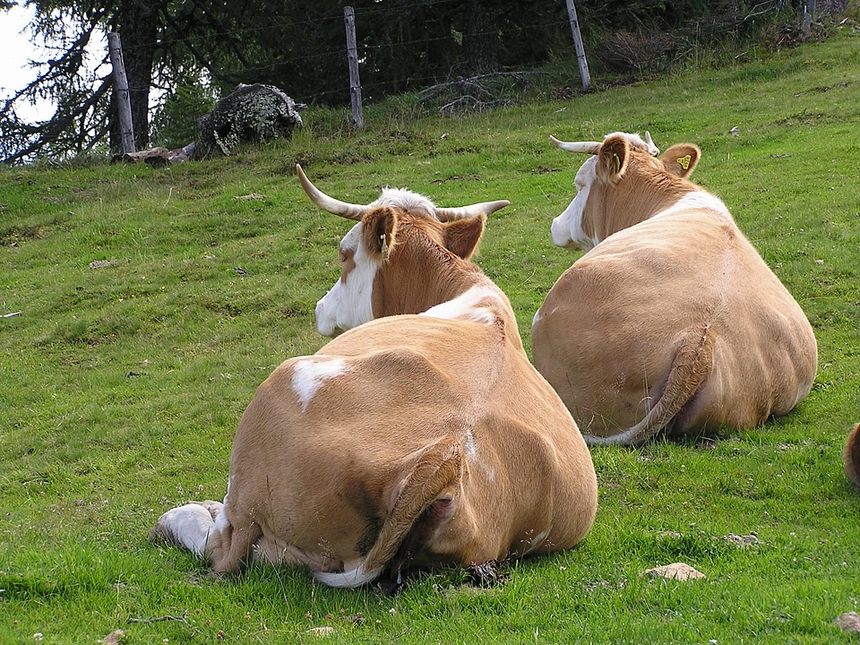 Horns livestock cow