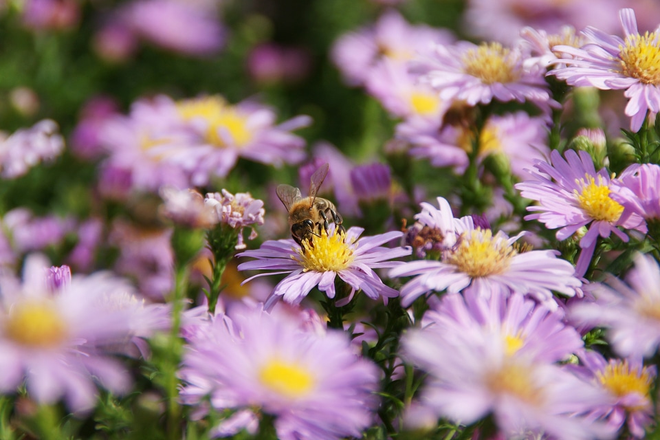 Insect spring honey