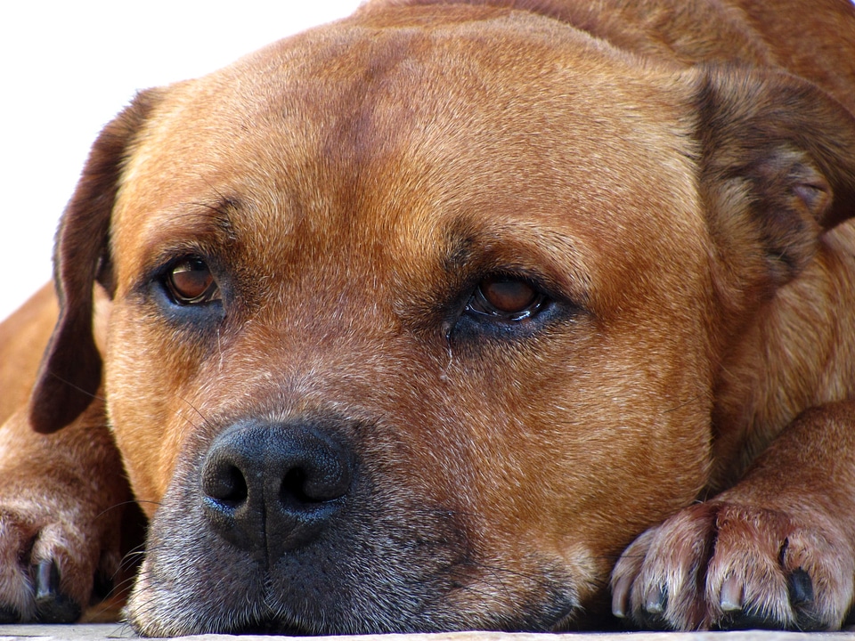 Animal canine beautiful
