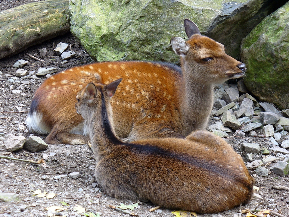 Animal nature forest