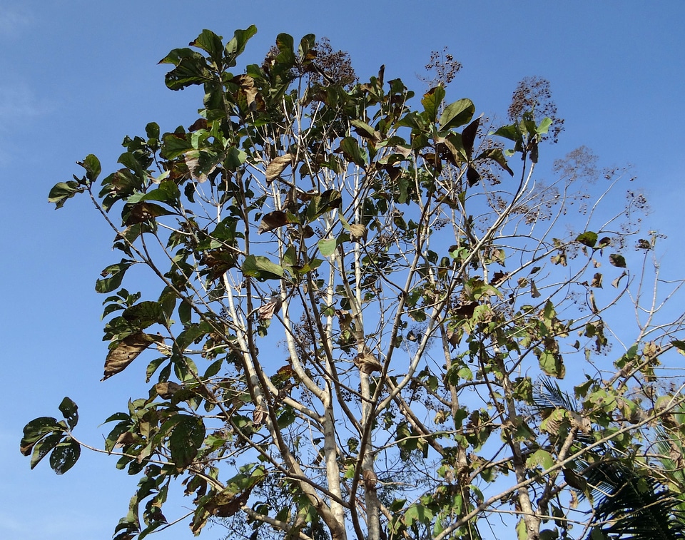 Broad-leaved timber india