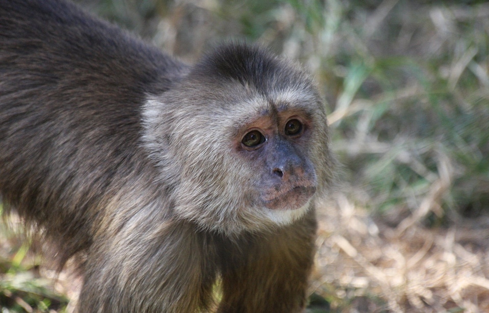 Mammal primate jungle