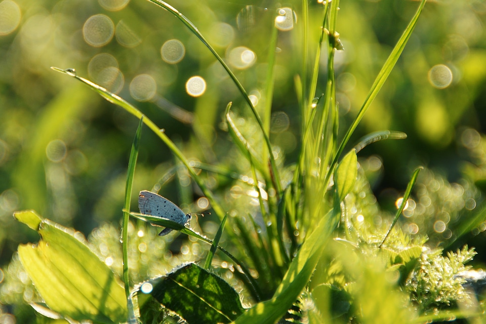 Drop plant environment