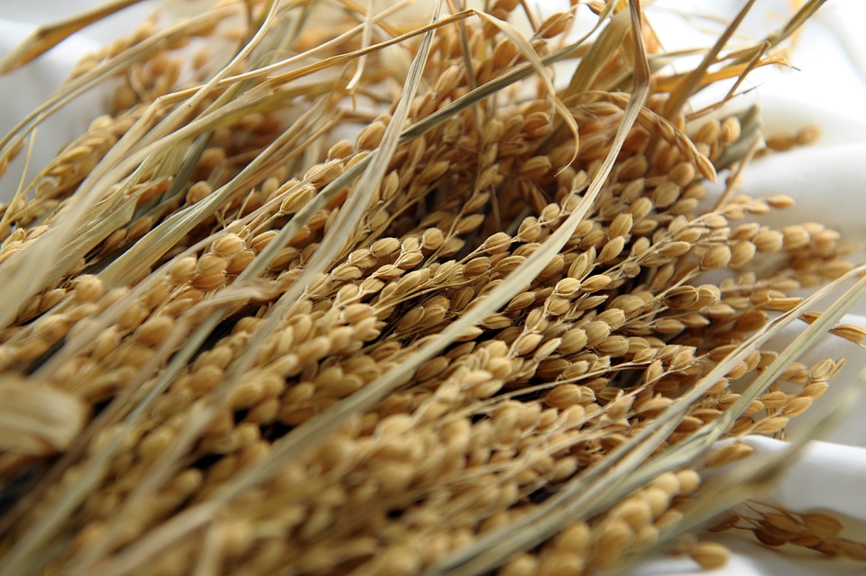 Rice corn variety grain