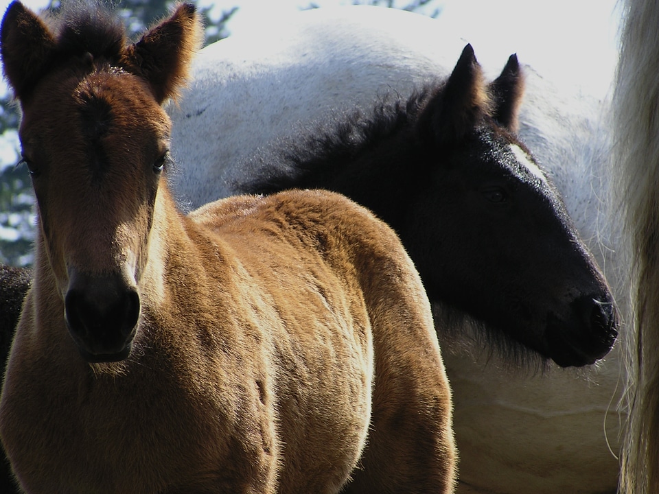 Horses foal horse photo