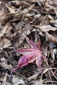 Leaf autumn leaves red maple leaf