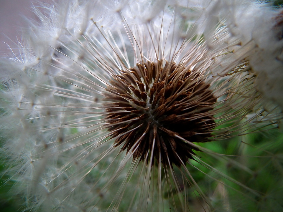 White seeds flowers of the field