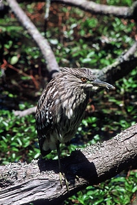 Bird heron birds photo