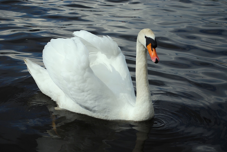 Water bird bird fly