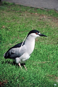 Bird heron birds photo