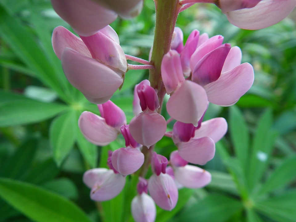 Purple bright inflorescence