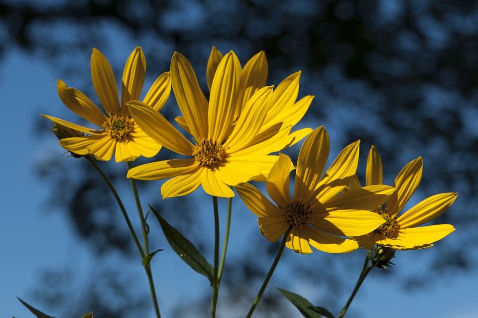 Wildflowers new england summer