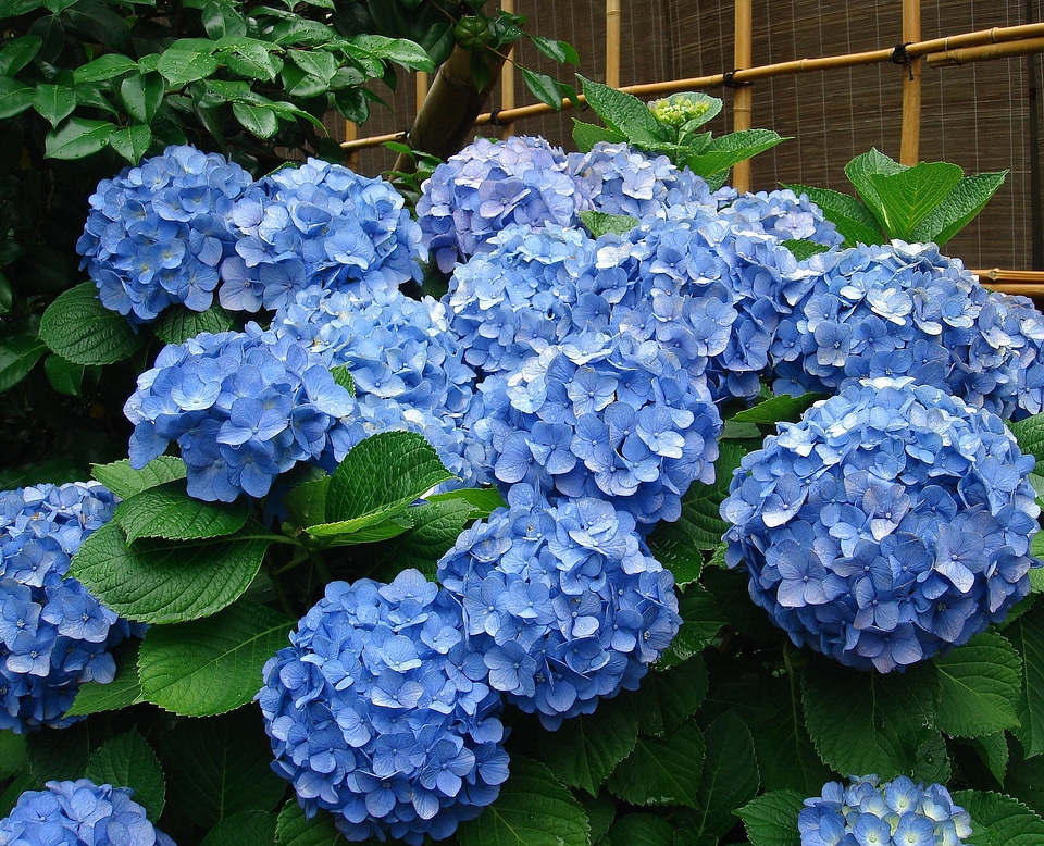 Blossoms plant blooms