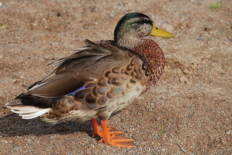 Pets water bird