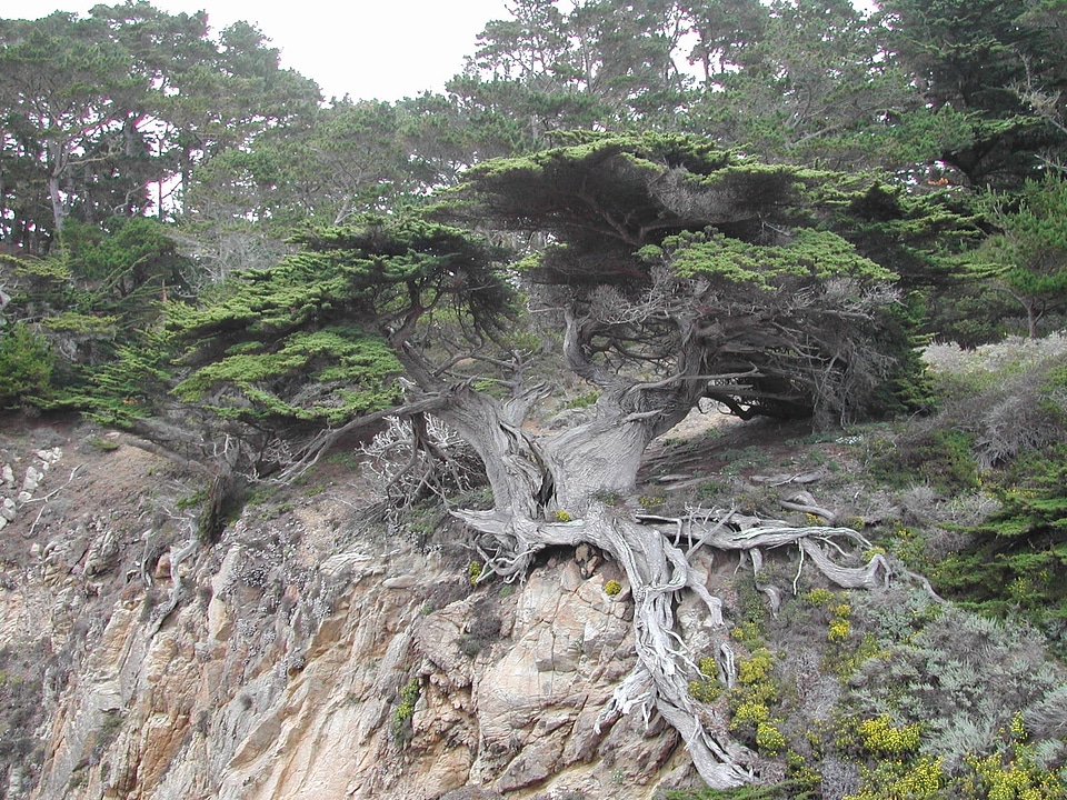 Weird exposed roots