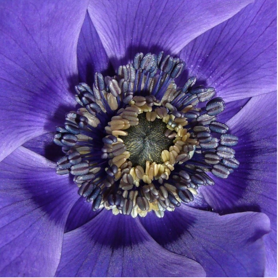 Flower mauve purple