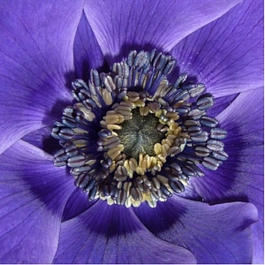 Flower mauve purple