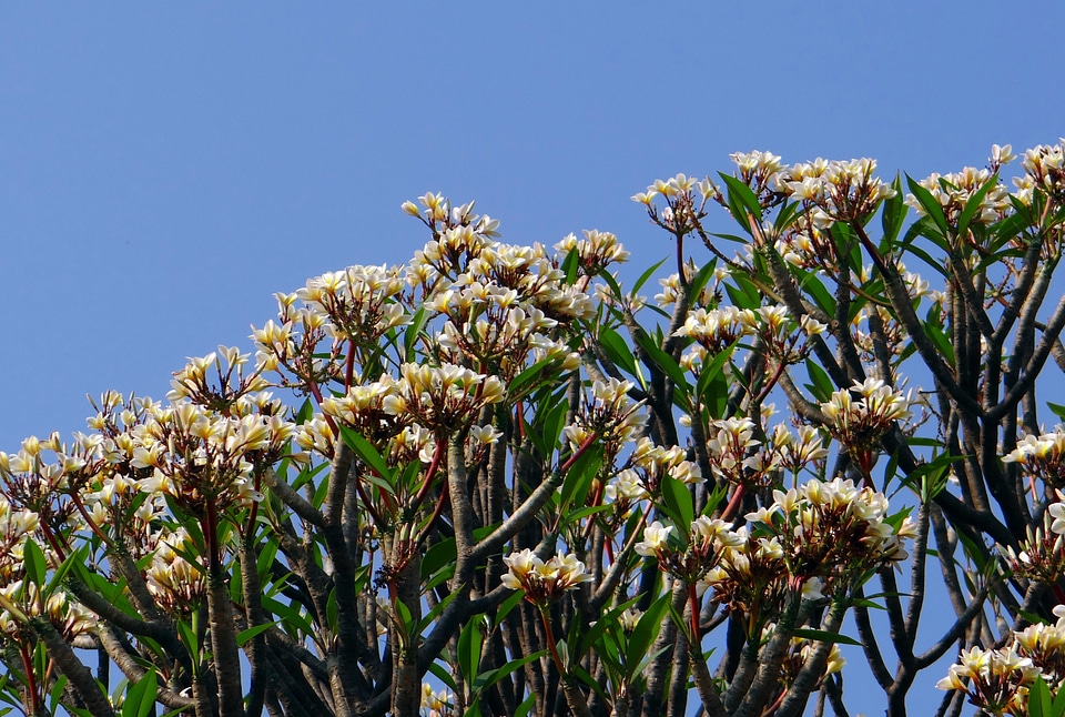 Tree blossoms india