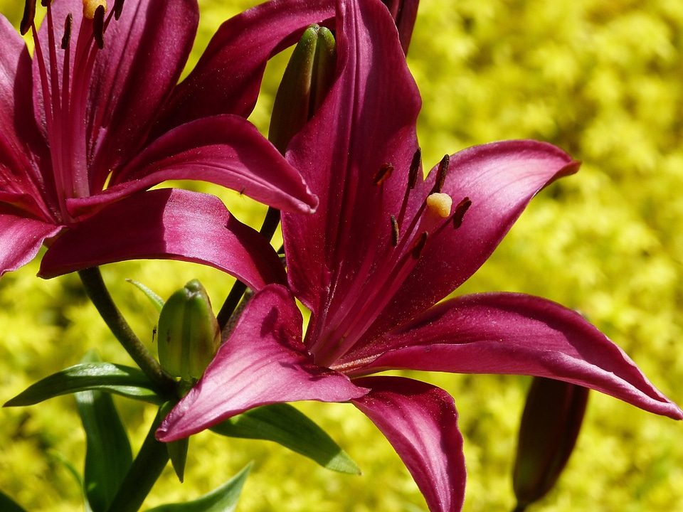 Fire lily flower beautiful