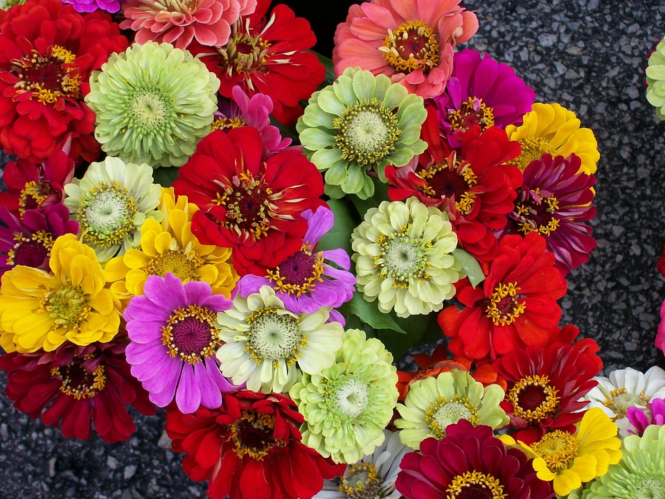 Blooming colorful blossoms