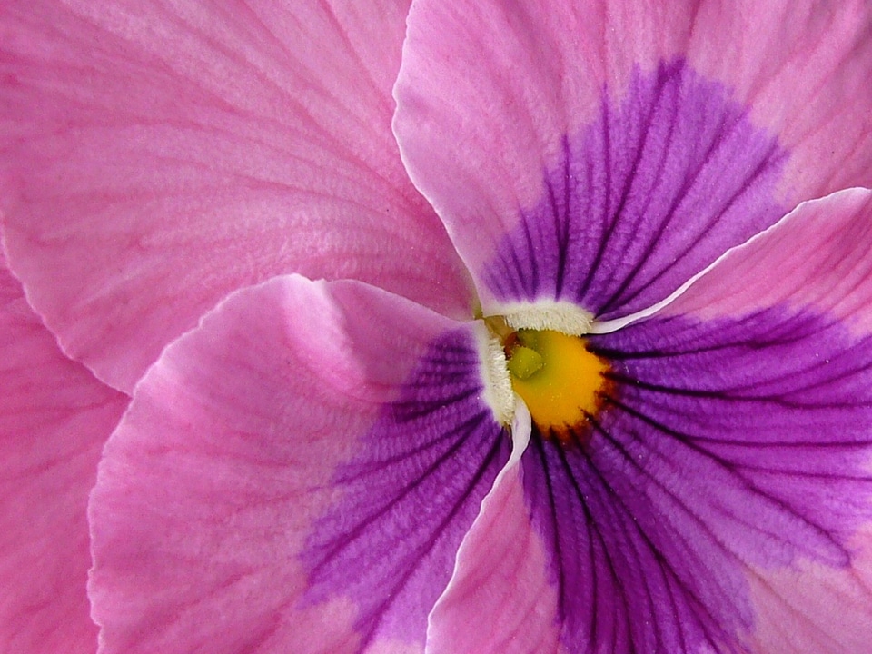 Floral bloom violet