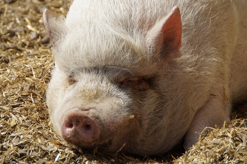 Piglet pot bellied pig farm