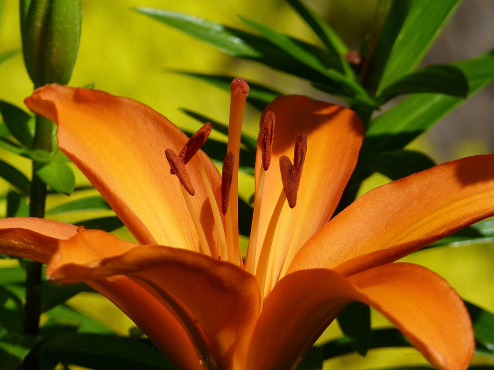 Beautiful close-up nature