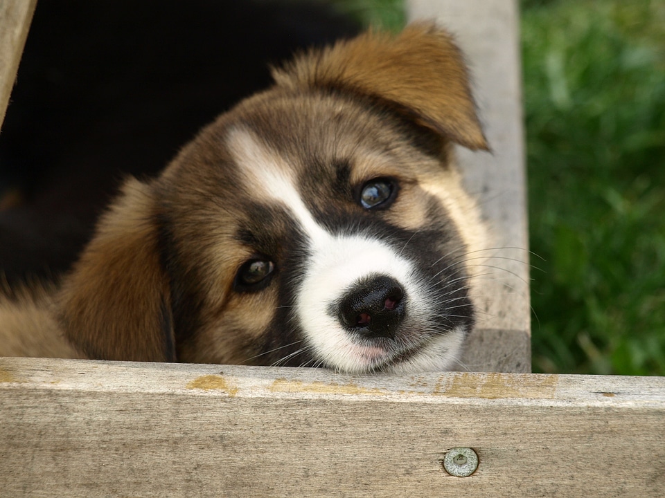 Young dog cute face