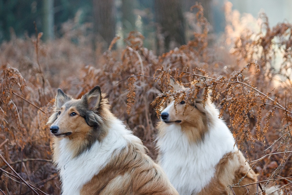 Attention forest animal portrait
