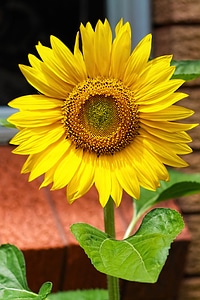 Yellow flowers sunflower yellow photo