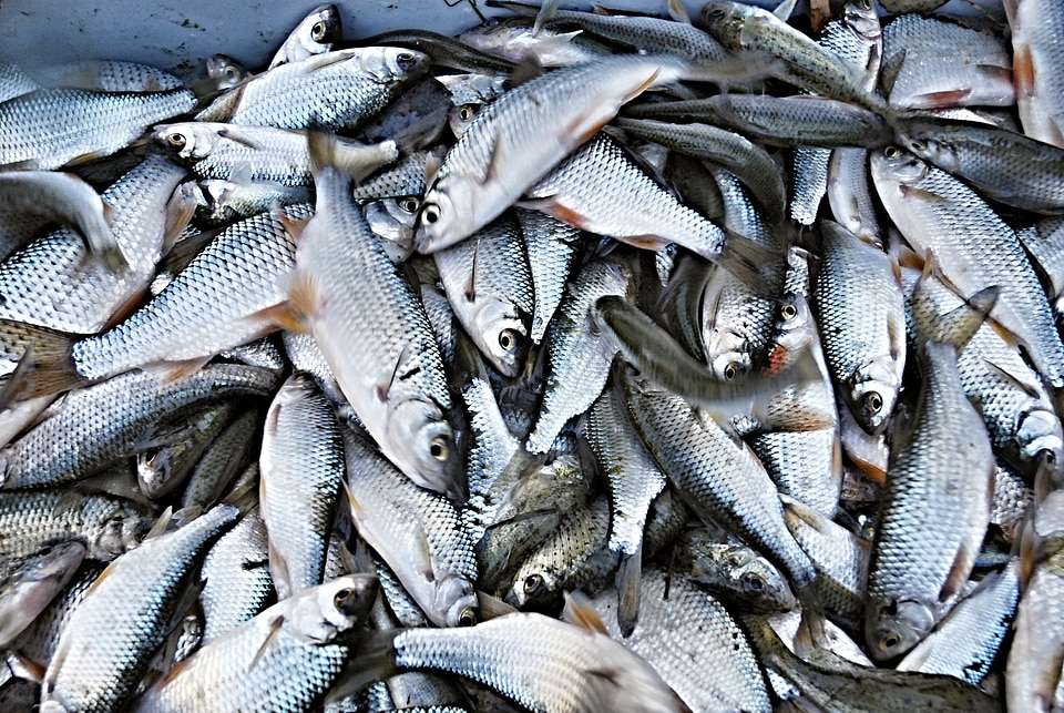 Roach harvesting south bohemia