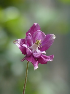 Flower purple red violet photo