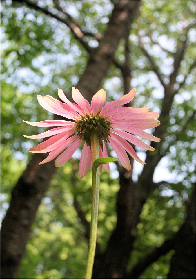Daisy pink garden