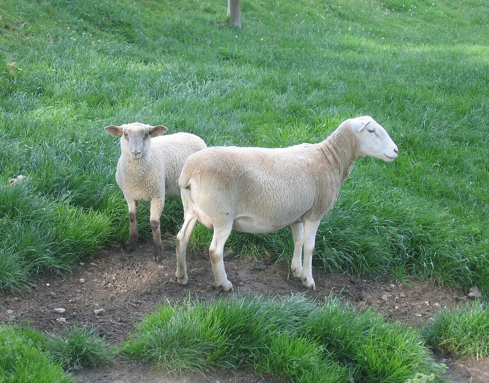 Field pasture nature