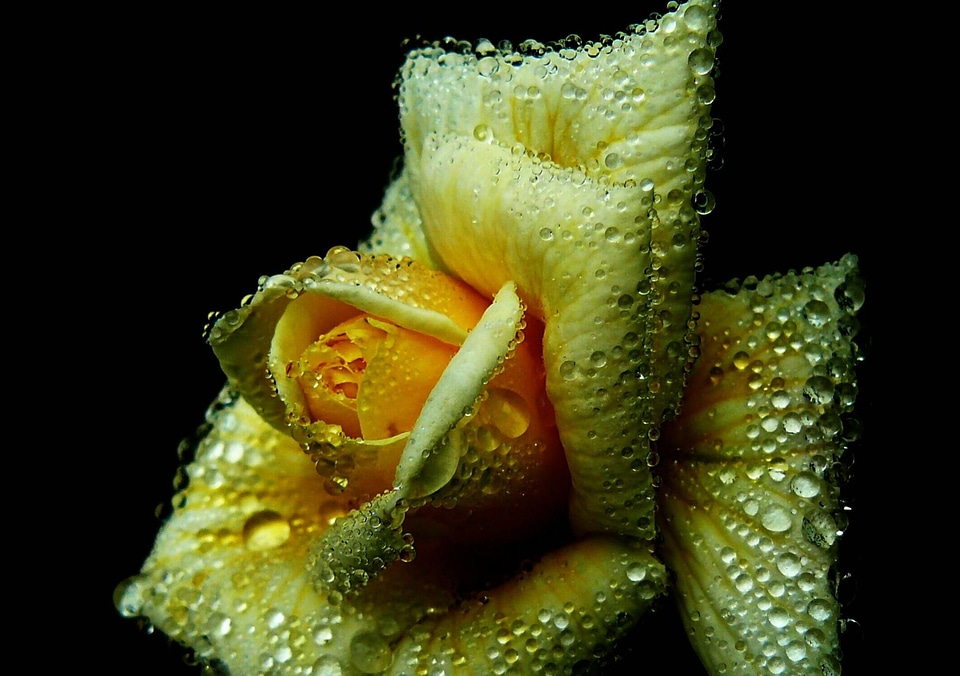 Flower plant blossom