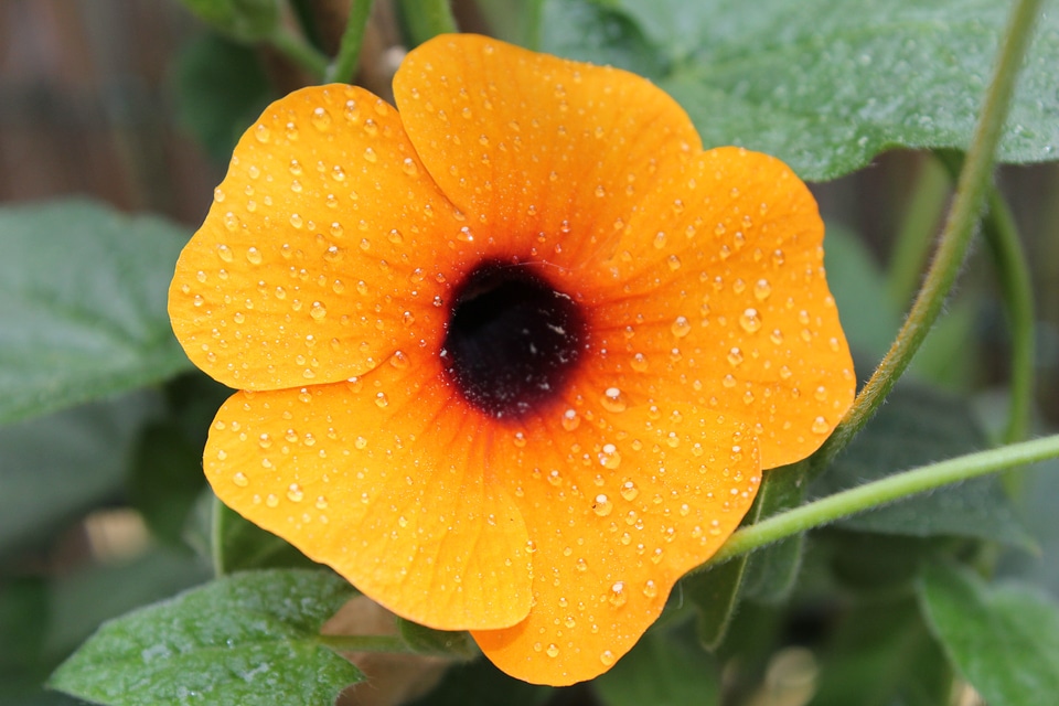 Yellow drop of water plant