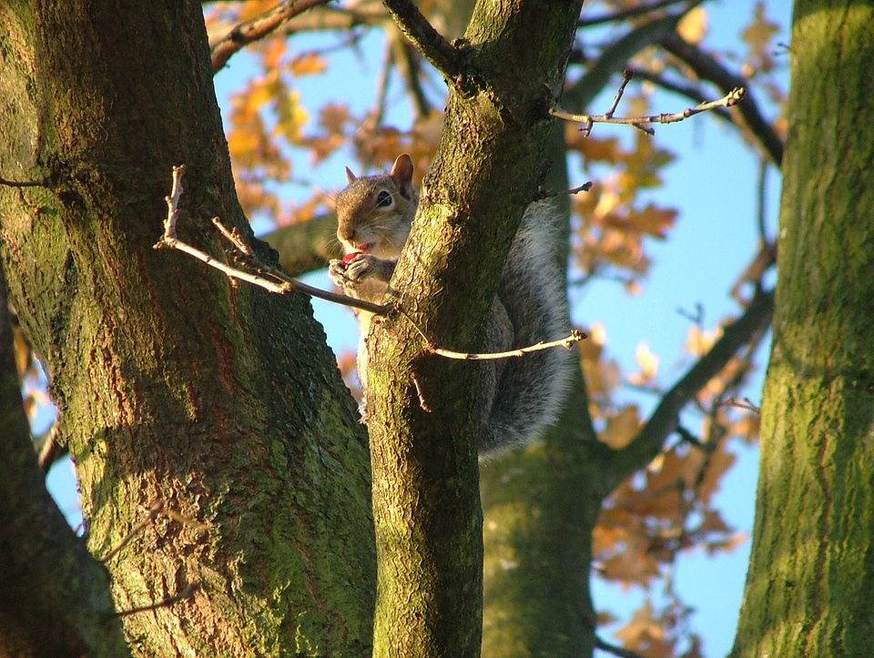 Nature animal mammal
