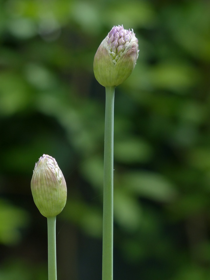 Onion stalk flower photo