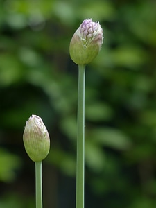 Onion stalk flower