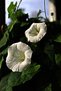 Nature climber plant green