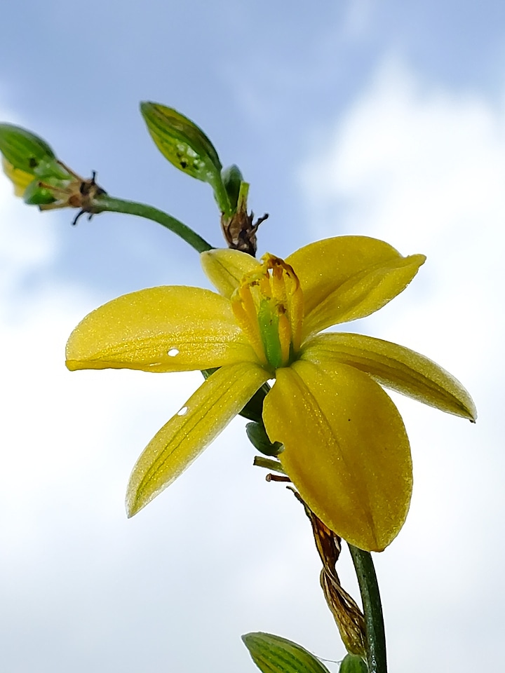 Life plants plant
