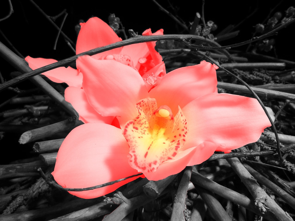 Floral plant natural