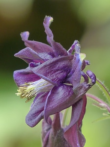 Flower purple dark purple