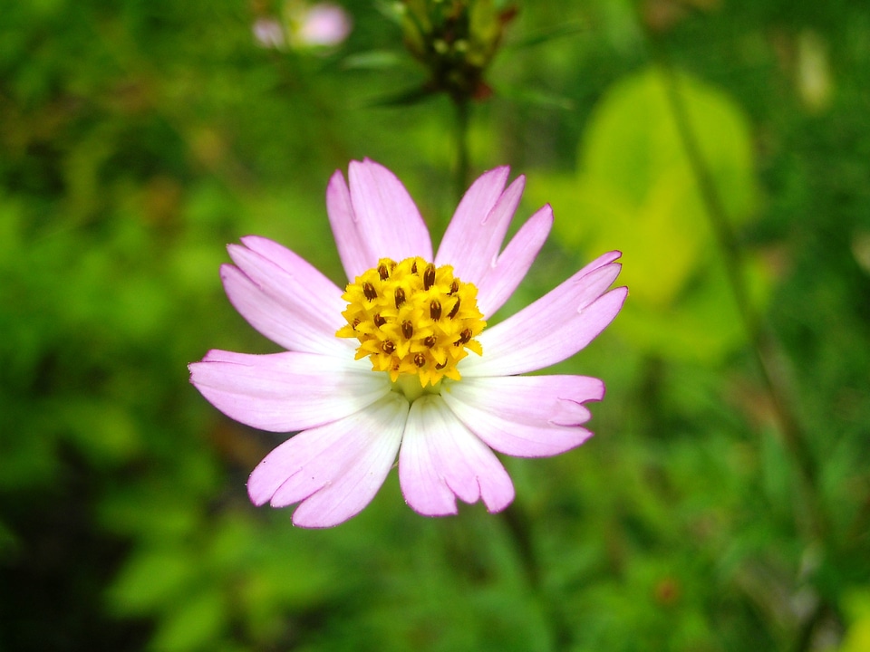 Pink pistil yellow