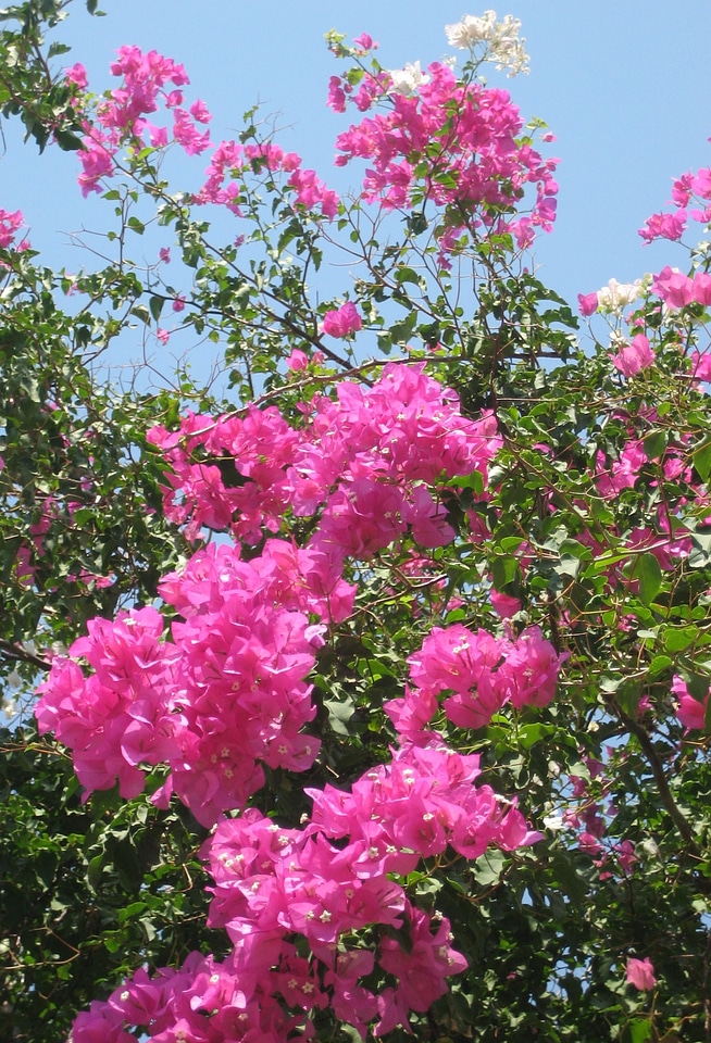 Floral plant blossom