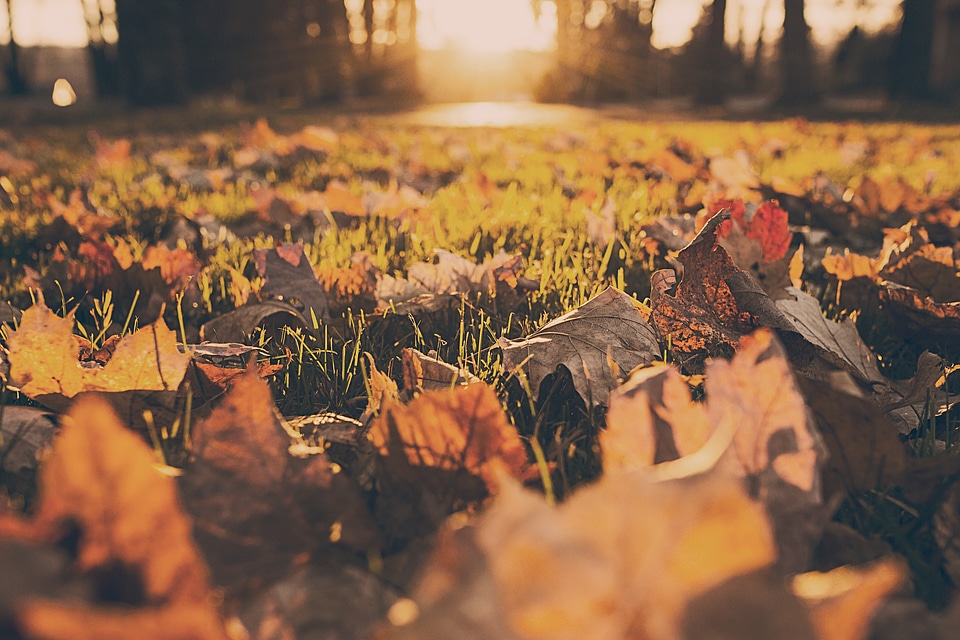 Leaves dry forest floor