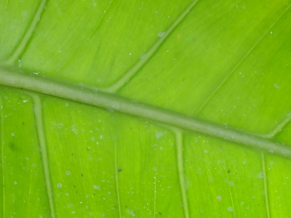 Tree plant leaves
