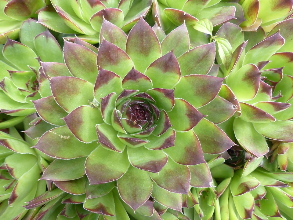 Pointed reddish green