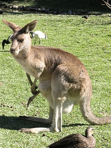 Brown australian mammal